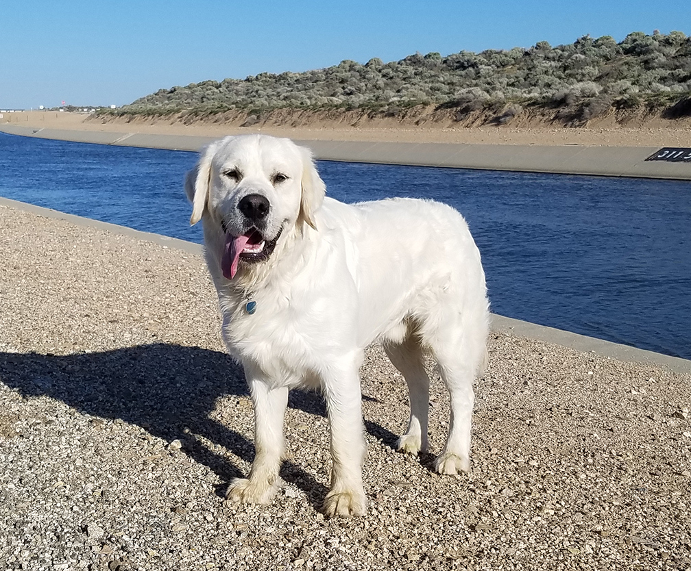 Hillsong Remington "Remy"