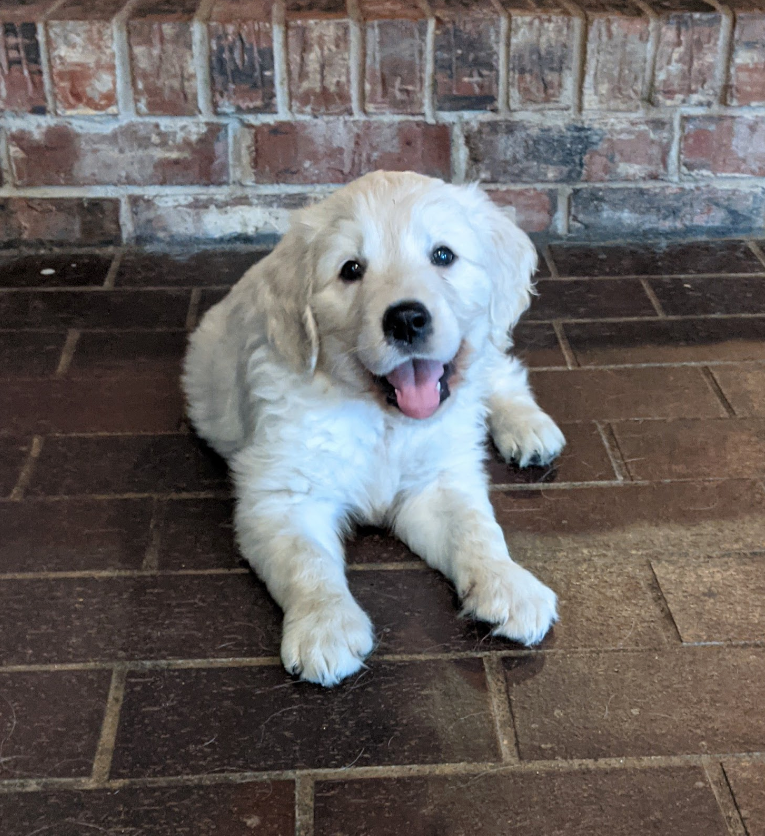 Goldway goldens puppy